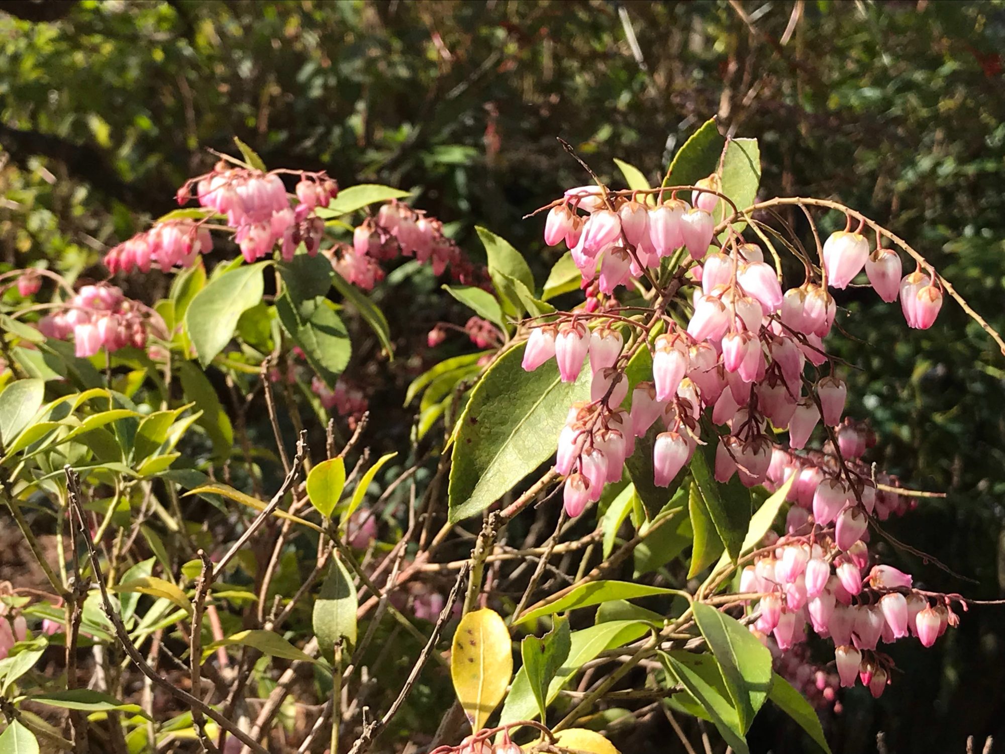 馬酔木の花（ピンク） | 高山通信